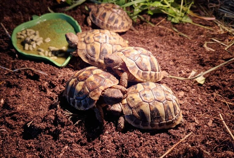 5 grischischere Landschildkröten auf Erde im Terrarium. Es ist etwas Gras mit drinnen und Futter. Ein Foto zur Verfügung gestellt von einer Kundin