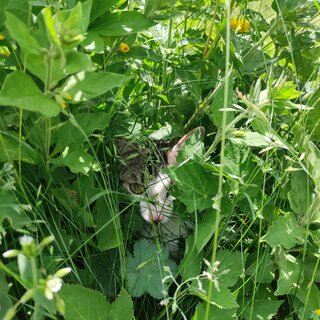 Praxiskater Aglio versteckt sich zwischen Gras und gelben Blumen. Er ist braun-getigert und weiß, hat gelbe Augen. Man kann nur den Kopf und etwas vom Brustkorb sehen